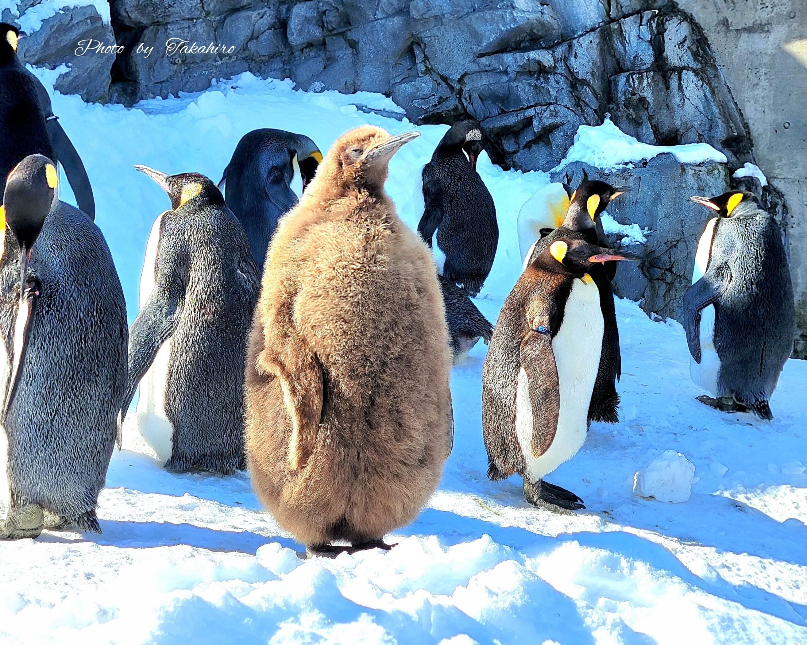 №15　旭山動物園　ペンギンの赤ちゃん